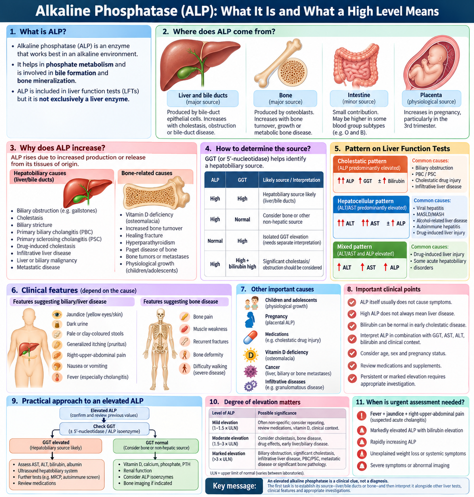 High Alkaline Phosphatase (ALP): Causes, Clinical Significance, Symptoms and What It Means 2 Alkaline Phosphatase Clinical Guide